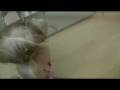 videos de Bella carrying her purse around