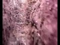 trip thru my trench trip thru my trench
