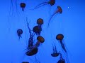 Jellyfish at the Georgia Aquarium Jellyfish at the Georgia Aquarium