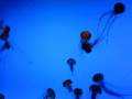 videos de Jellyfish at the Georgia Aquarium