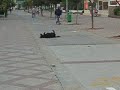 Bicycle doggy Bicycle doggy