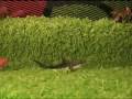videos de Scarcity-KittyFest.mov
