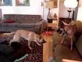 Pastor Belga Malinois video