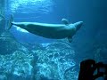 Georgia Aquarium - Beluga Whales part 1