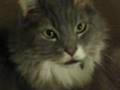 Buckles the Cat on Chris Dodd and the FISA Amendments Act