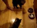 videos de Hungry Kittens Meowing