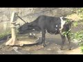 Clever Cow