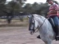 Altivo,caballo cartujano