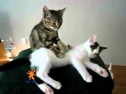 massage des chats gag video  (179 lectures)