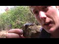 California in Cold Blood - The Sawfinger Scorpion
