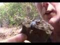 California in Cold Blood - The Sawfinger Scorpion