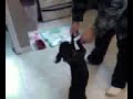the puggle cha-cha