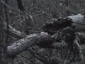 sambar-deer.html