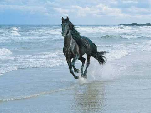 cavalos - esse video e para que adora natureza e principalmente cavalo kkk.