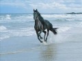 Os mais lindos cavalos