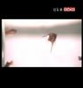 aneta - mala morska vila clip aneta - mala morska vila clip