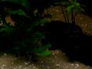Leporacanthius cf. galaxias L240 Leporacanthius cf. galaxias L240