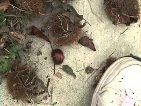 how to harvest chestnuts
