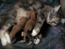 Gypsy's kroost