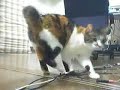 A calico cat revenged her meal. A calico cat revenged her meal.