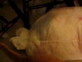 Bag Kitties
