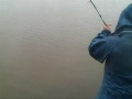 Long Sault carp fishing Long Sault carp fishing