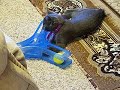 Harley Playing