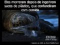 Assistir