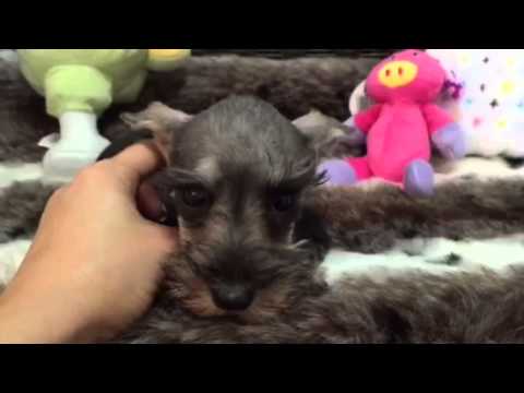 Sweet & Spunky Salt & Pepper Female Mini Schnauzer