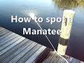 How to spot a Florida Manatee