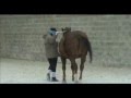 videos de Zippy 02012009