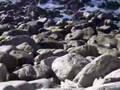 Willow Creek - Big Sur