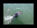 Avistamiento de delfines (Tursiops truncatus) por GRIMMA (2)