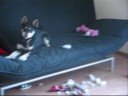 roxy the destoryer