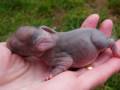 Bentley's Grandbunnies