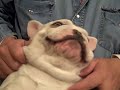 Snoring Alien Dog (Stupid Dog Trick #77)