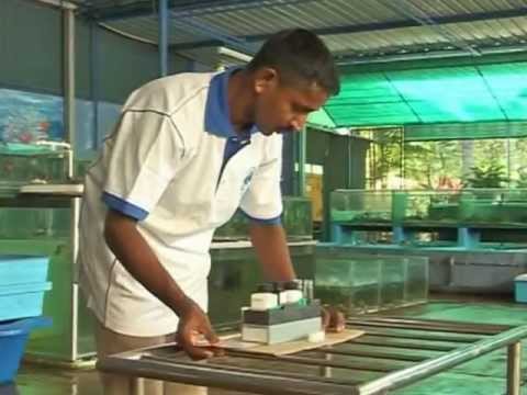 how to collect aquatic invertebrates