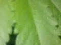 Planta de porro de josé vivas Planta de porro de josé vivas