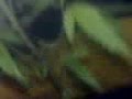 Planta de porro de josé vivas