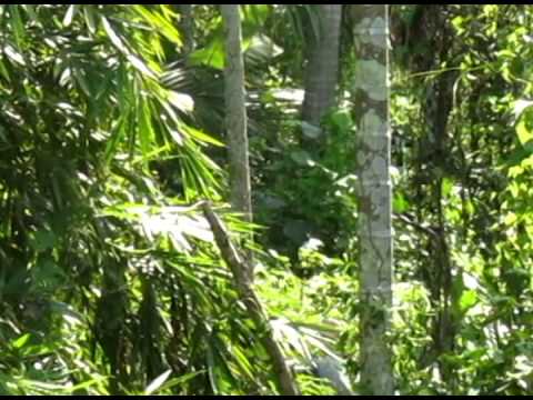 how to transplant areca palm