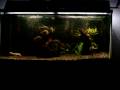 4-5 inch. red belly piranha feeding on mouse