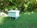 Honey Bees