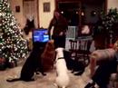 Four Dog-o-rama Four Dog-o-rama