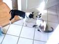 Boston Terrier video