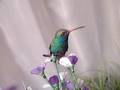 canto del colibri