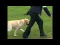 Allenies Match Maker Labrador Retriever at WELKS Allenies Match Maker Labrador Retriever at WELKS