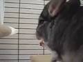 Treat Time