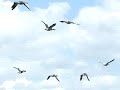 Overvliegende grauwe ganzen [Grey Lag-goose]