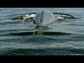 SBMNH Blue Whale on BBC\