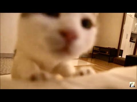 do my cat miss me when I leave - YouTube